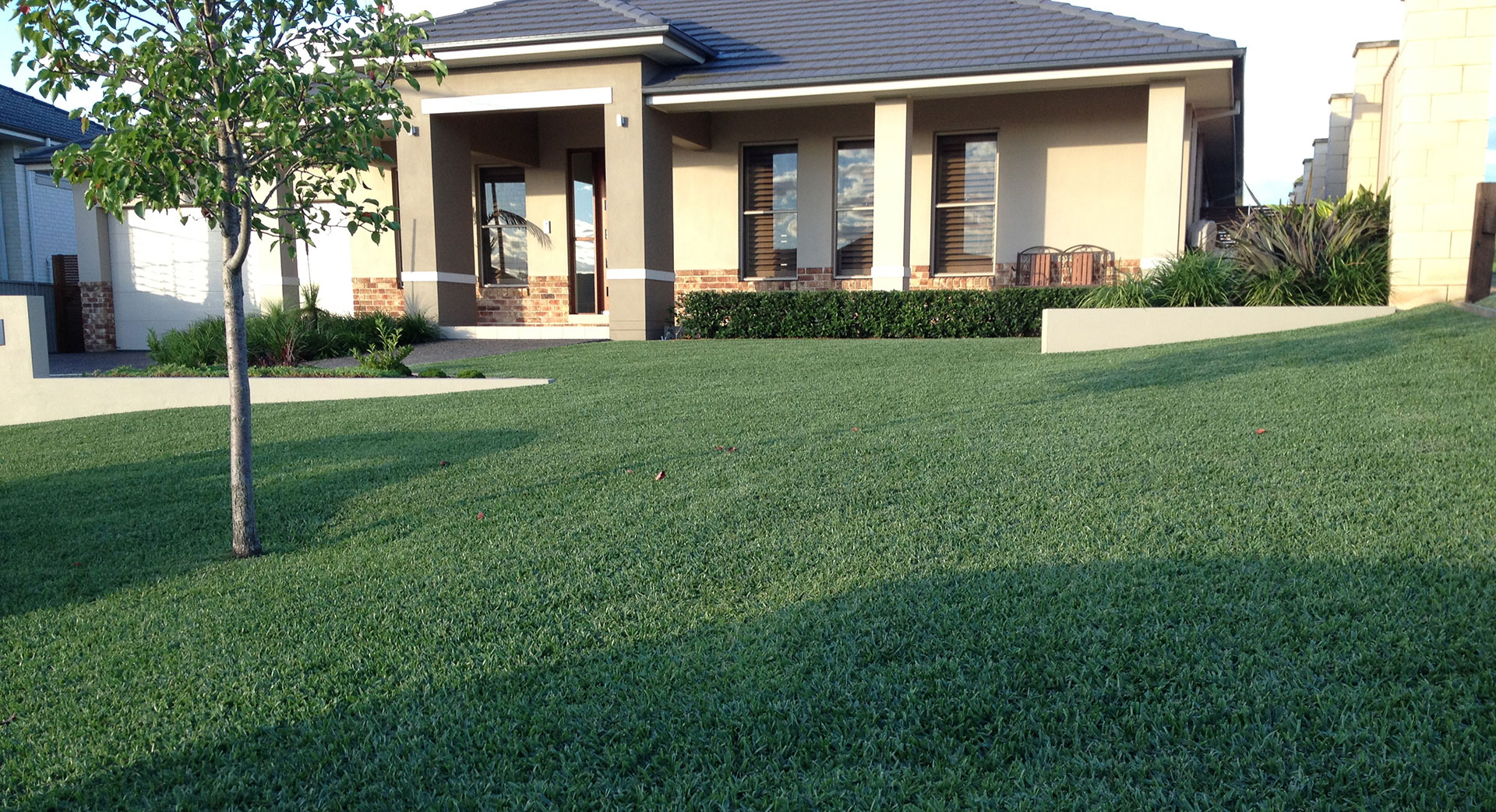 drought tolerant grass variety