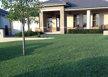 drought tolerant grass variety