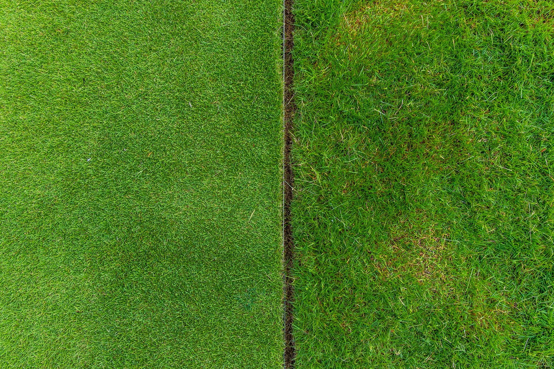 drought tolerant grass variety