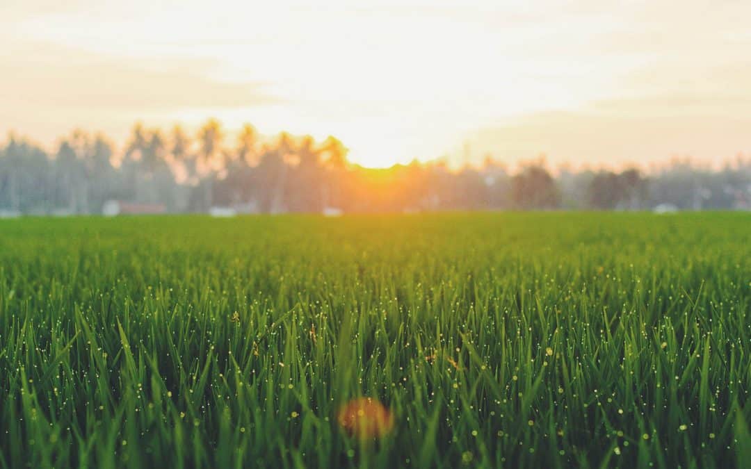 5 Summer lawn care tips