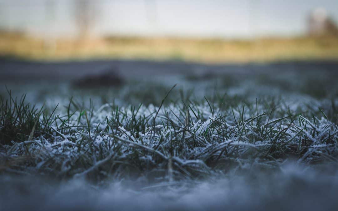 Autumn lawn care to help your lawn survive the winter war