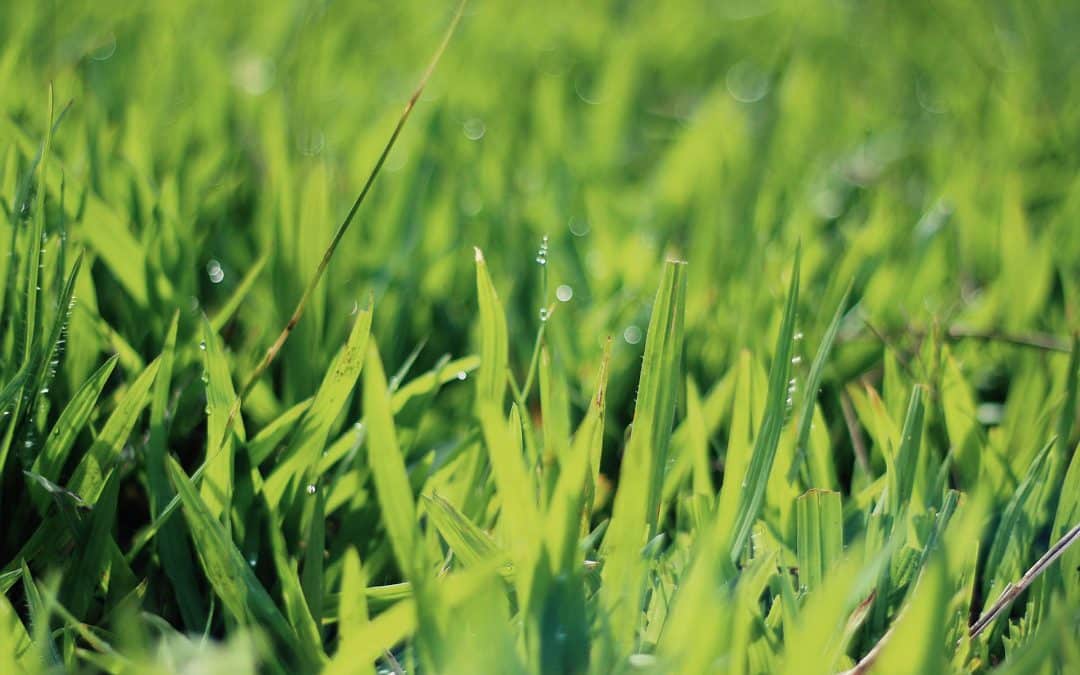 Sir Walter Buffalo turf FAQs
