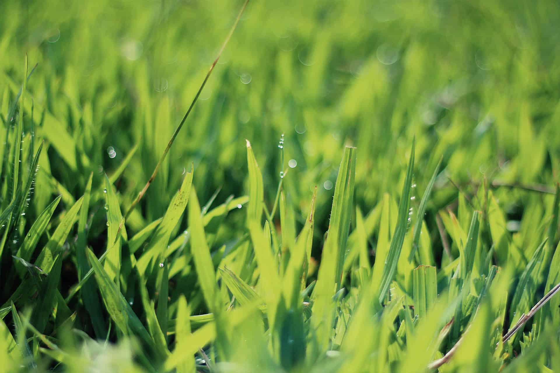 drought tolerant grass variety
