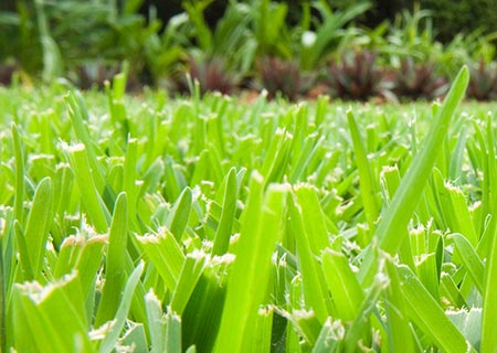 drought tolerant grass variety