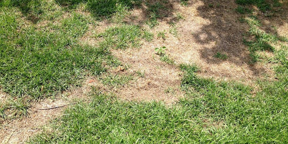 grass-close-up-landscape