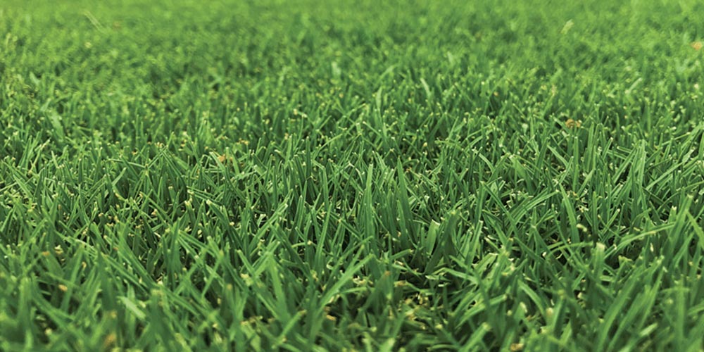 grass-close-up-landscape