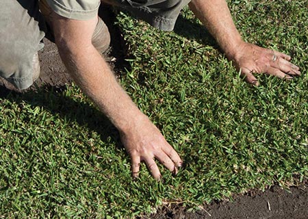drought tolerant grass variety