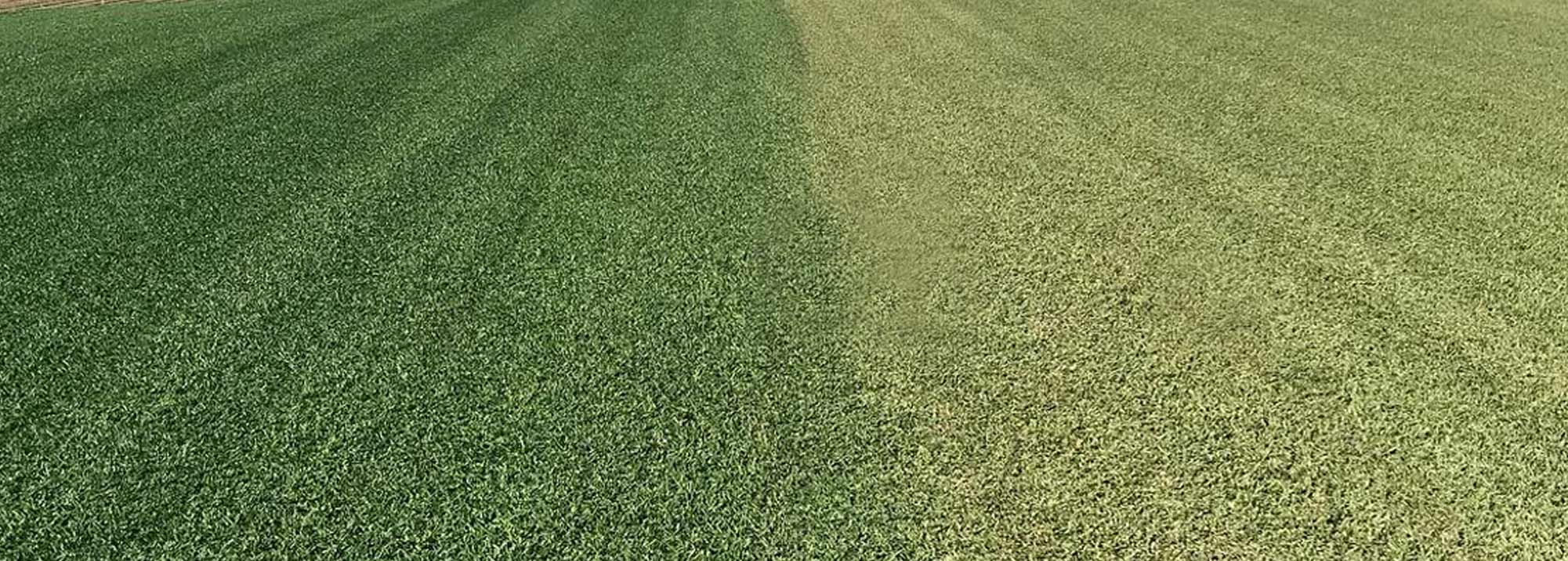grass-close-up-landscape