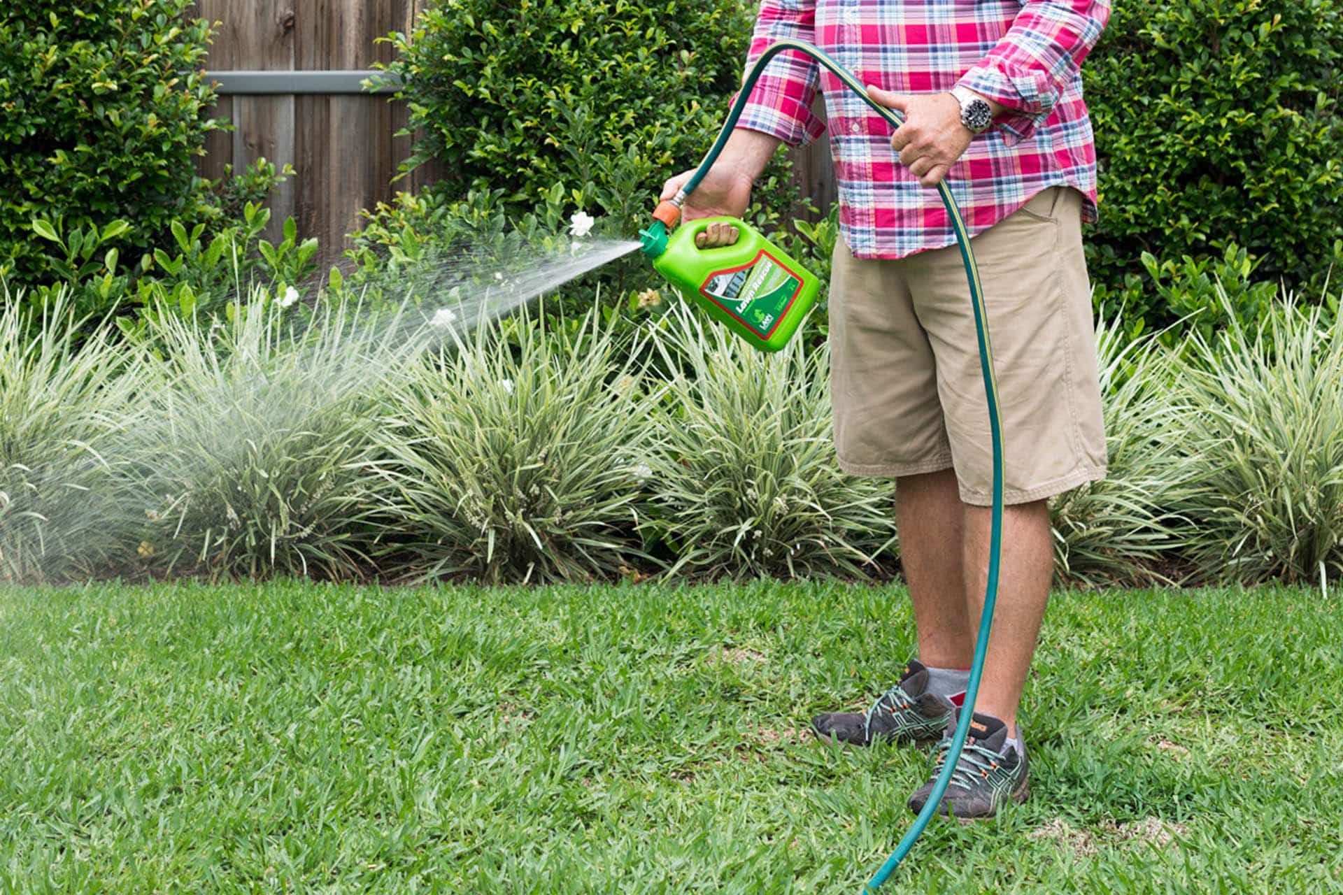 drought tolerant grass variety