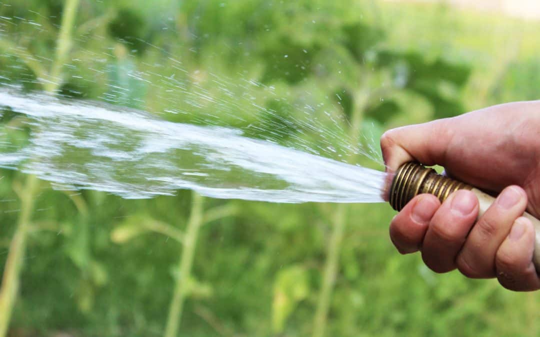 Watering Frequency Tips