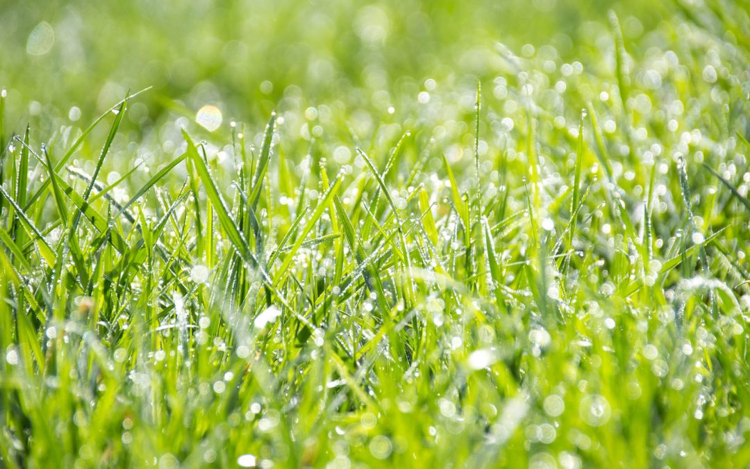 10 Lawn Habits to Break Now!