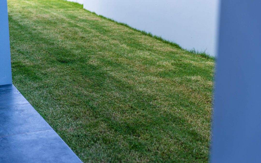 Repairing Damage To Your Buffalo Lawn