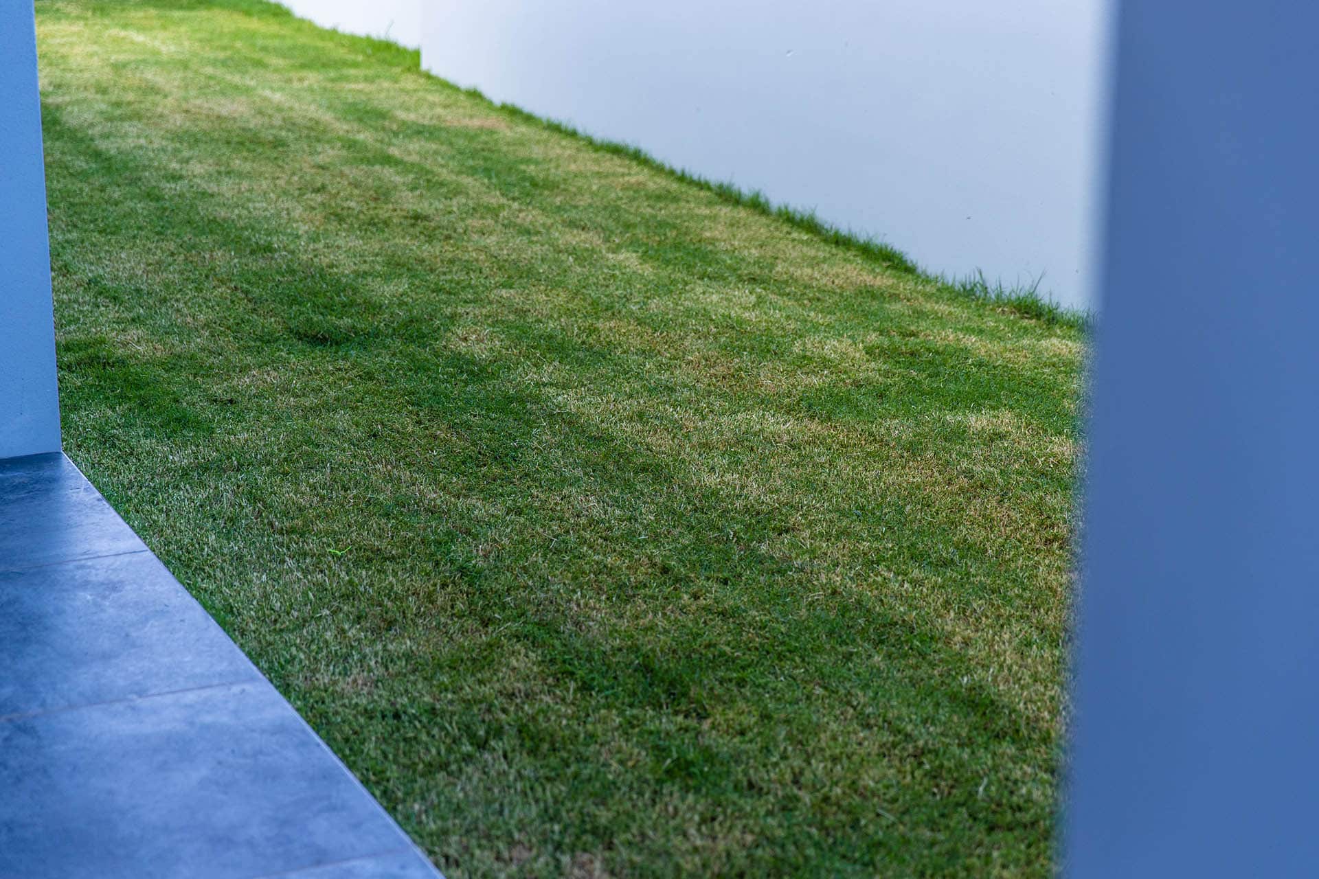 drought tolerant grass variety