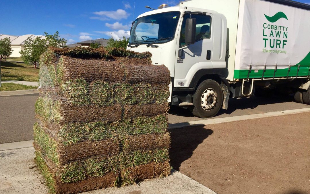 Cobbitty Lawn Turf Supplies Sydney | All That You Need to Know