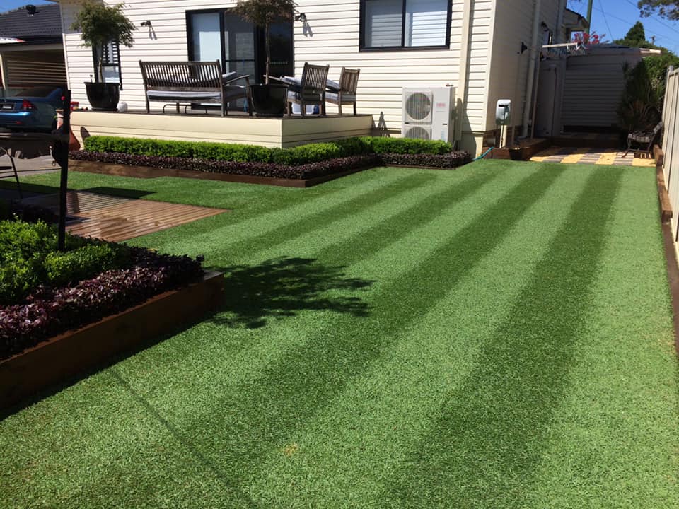 drought tolerant grass variety