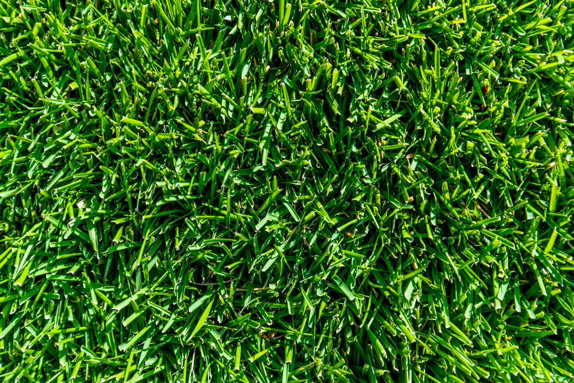 Grange Sydney Turf Supplier