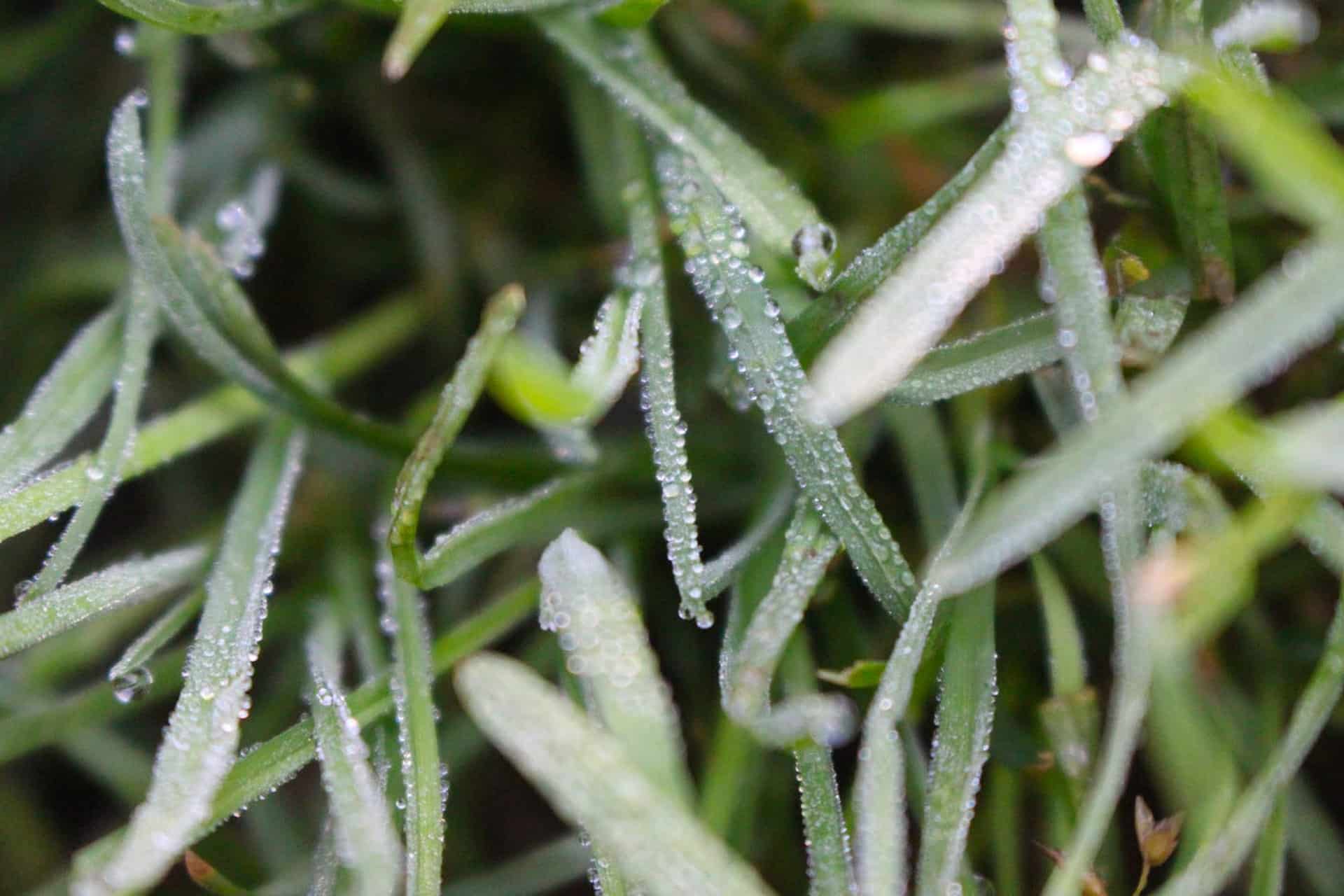 drought tolerant grass variety