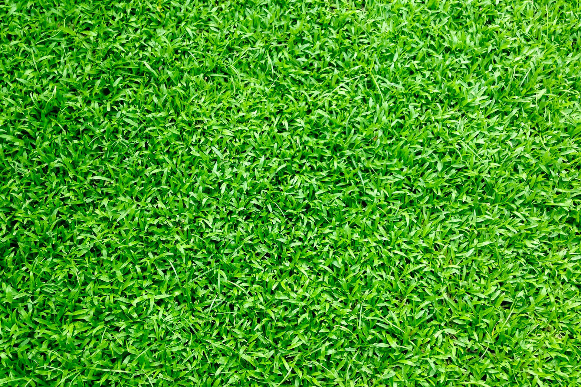 drought tolerant grass variety