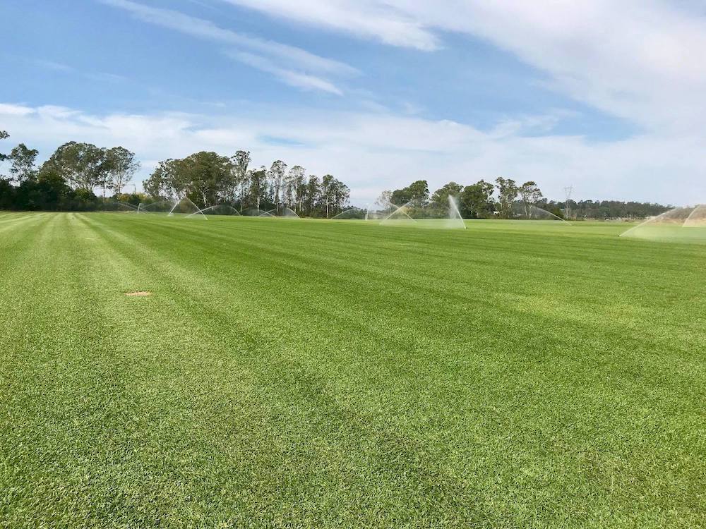 drought tolerant grass variety