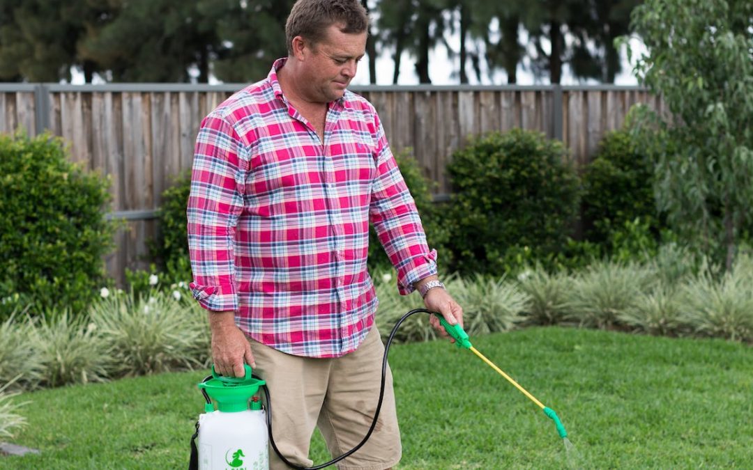How to Repair a Lawn Full of Weeds!