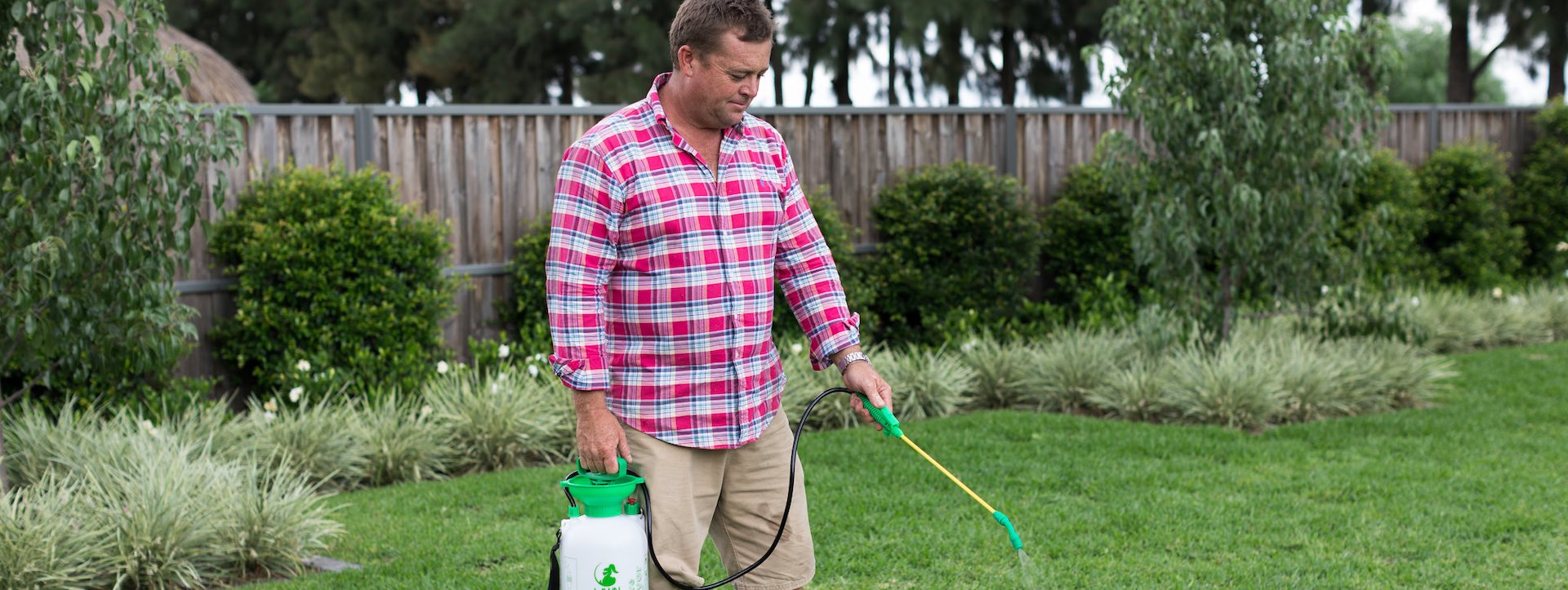 drought tolerant grass variety