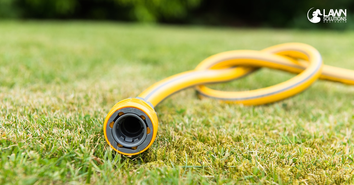 drought tolerant grass variety
