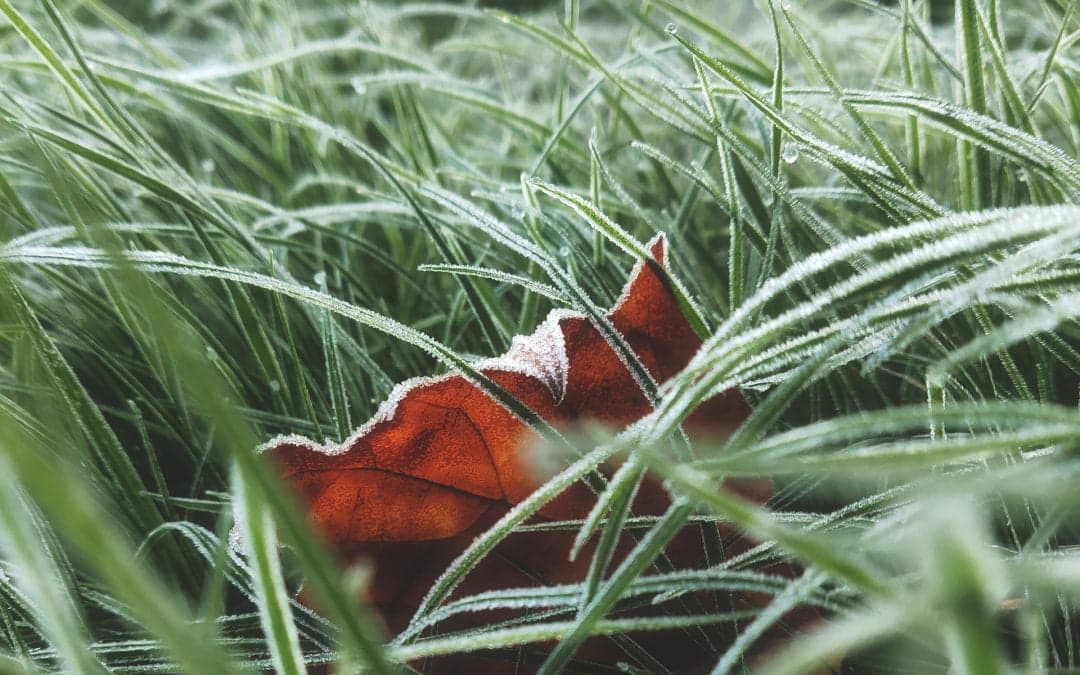 Winter Lawn Care Guide
