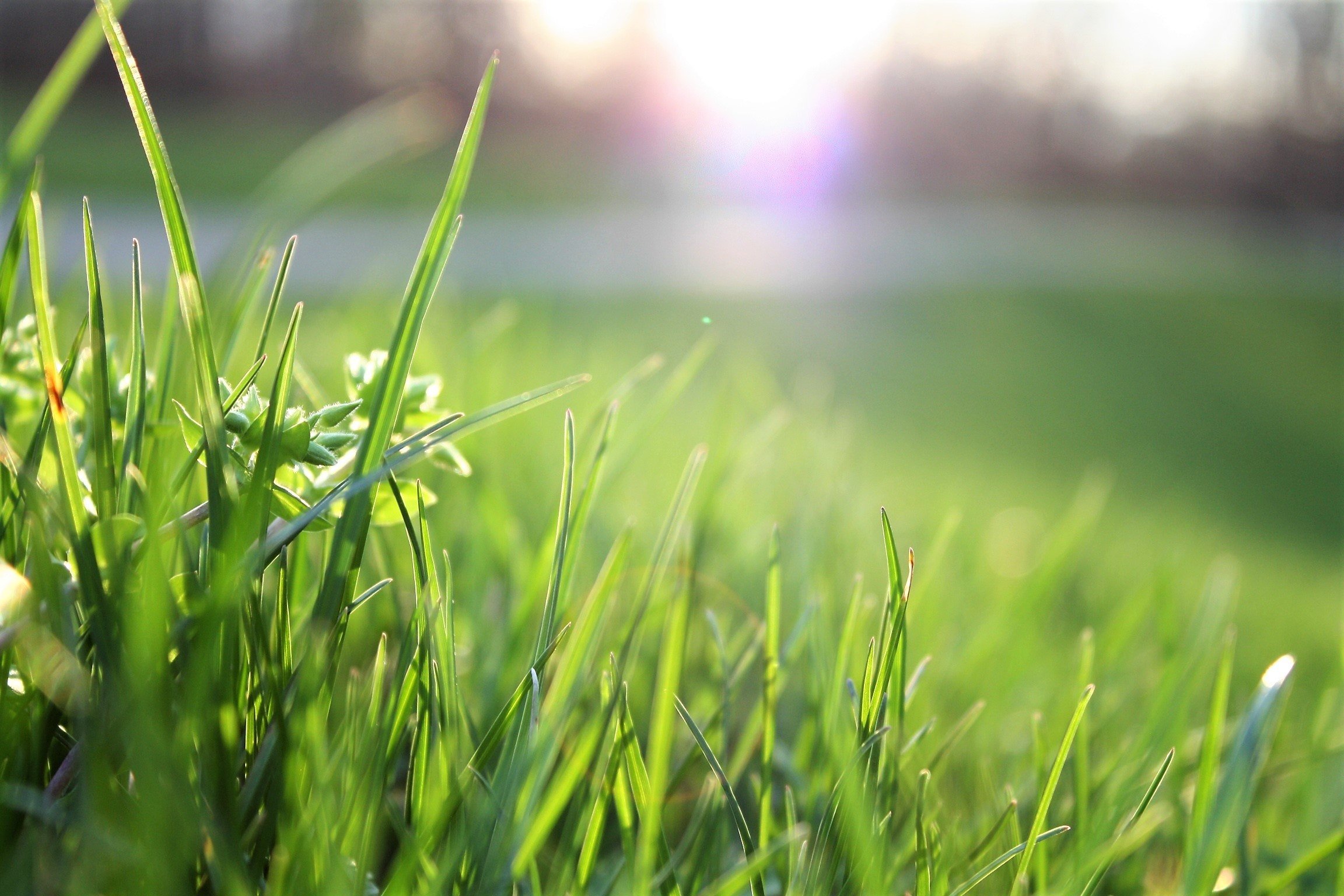 drought tolerant grass variety