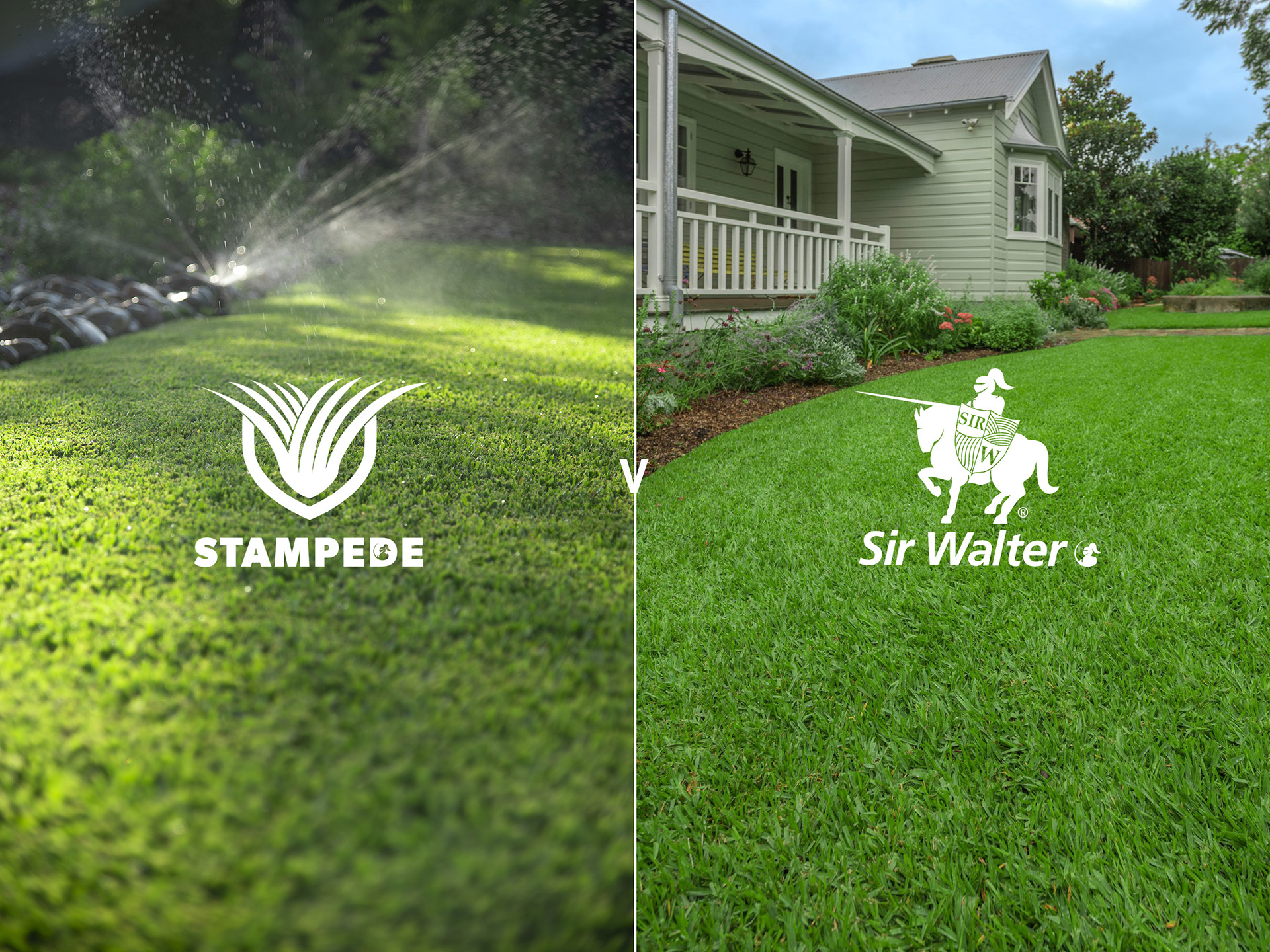 drought tolerant grass variety